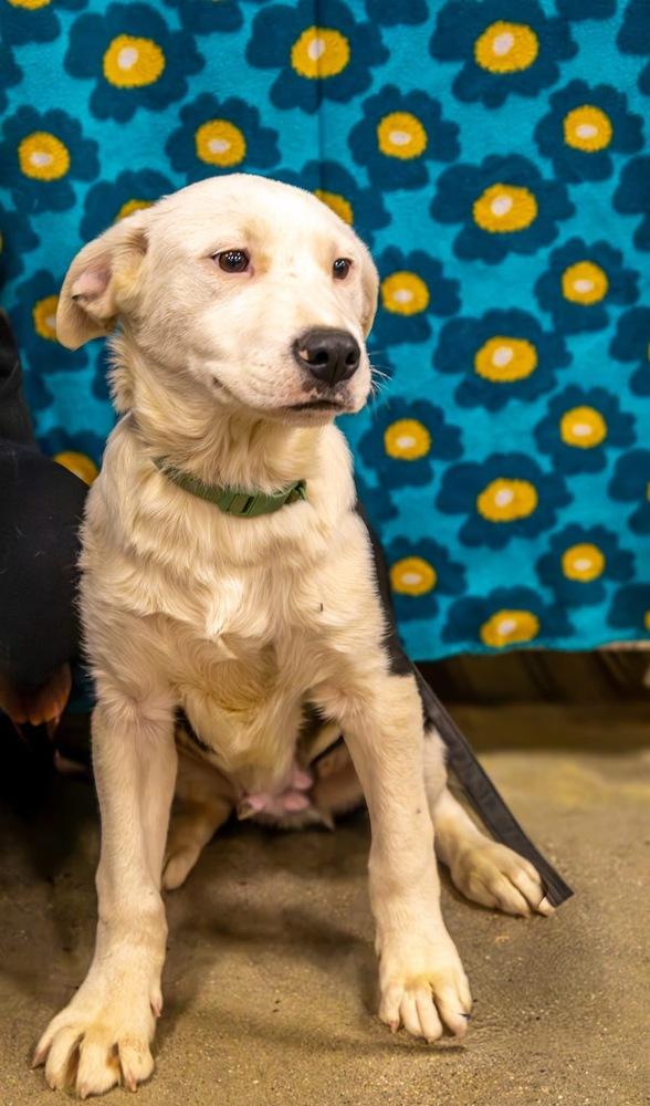 Pike : Alfie thumbnail 3