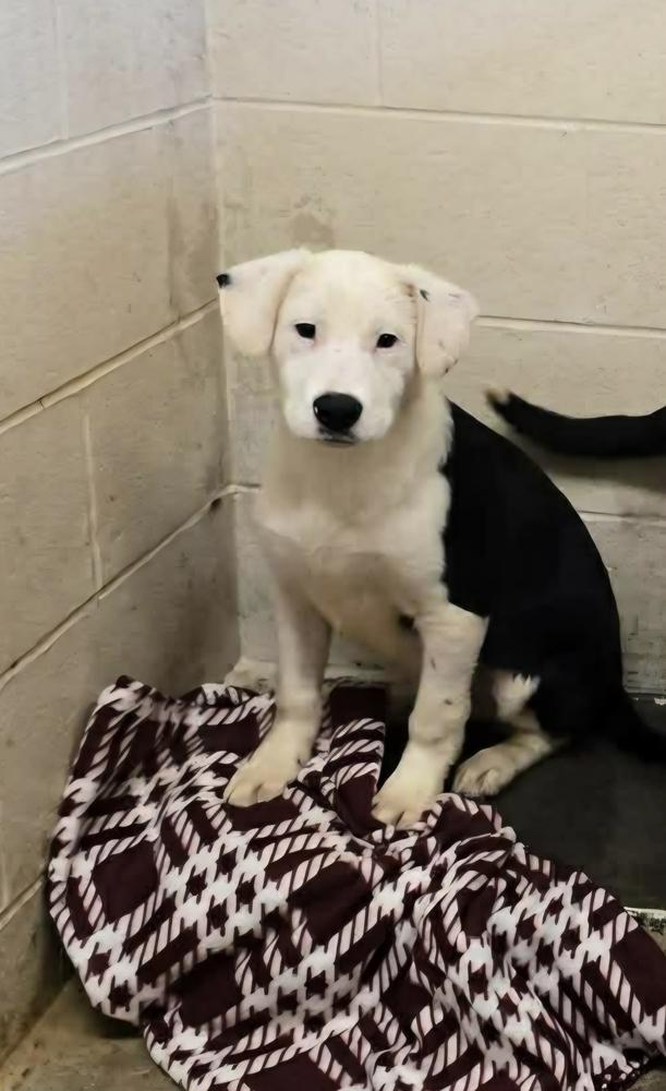 Pike : Alfie thumbnail 4