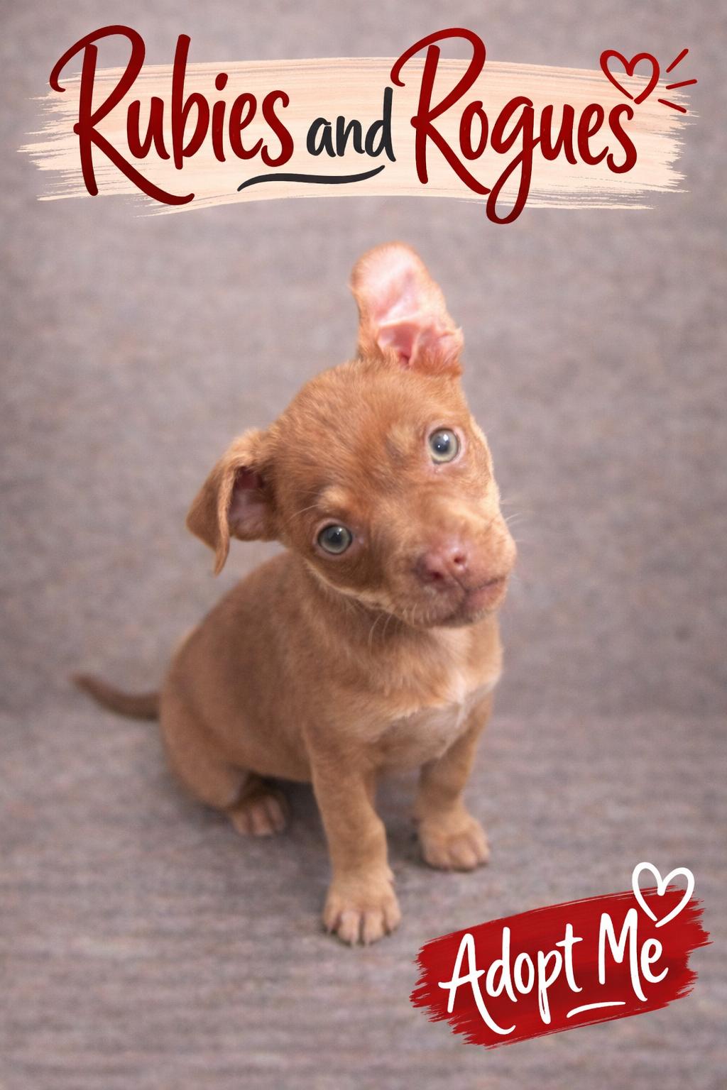 Cocoa, adopted, Puppy Female Miniature Pinscher.