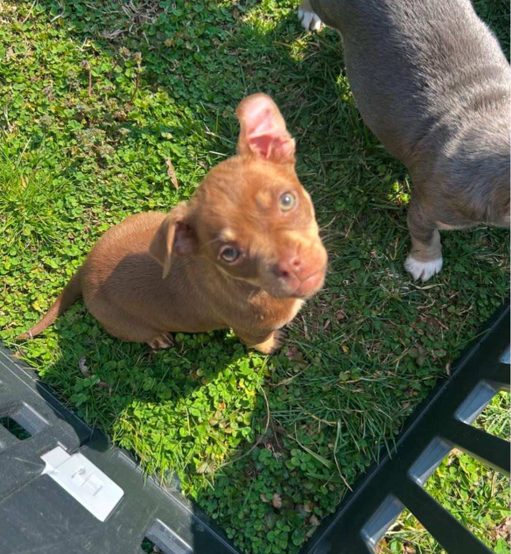Enlarge Cocoa, an adopted mixed breed in Spring hill, TN image 2/2