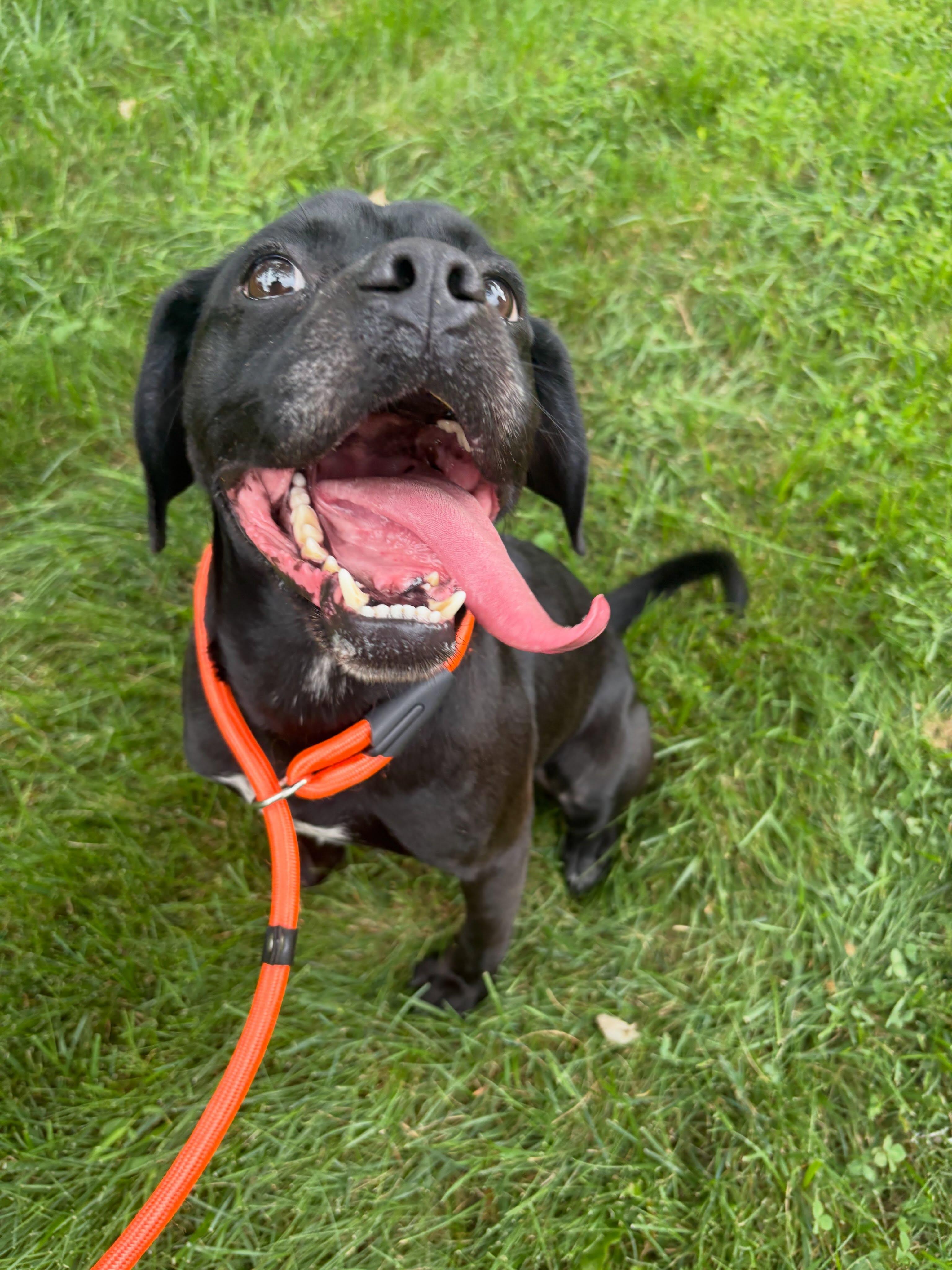 Enlarge Lucky, an adopted mixed breed in Baltimore, MD image 2/2