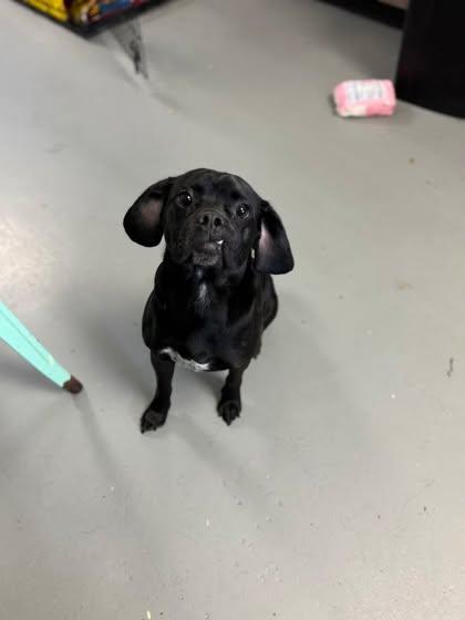 Lucky, adopted, Adult Male Puggle.