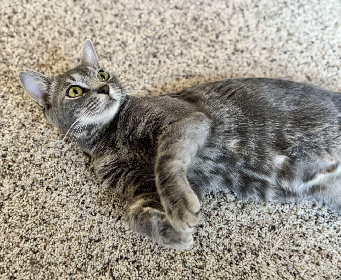 Pumpkin, Adoptable, Young Female Domestic Short Hair.