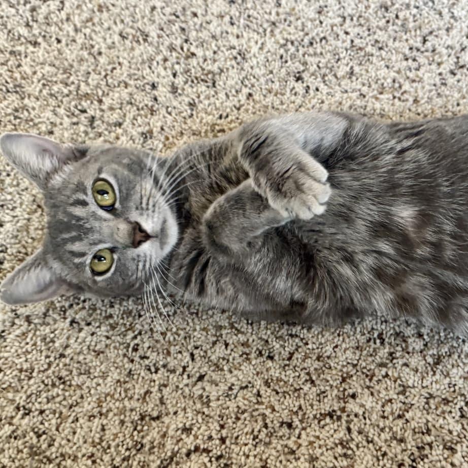 Enlarge Pumpkin, a Adoptable Domestic Short Hair in Odenton, MD image 2/5