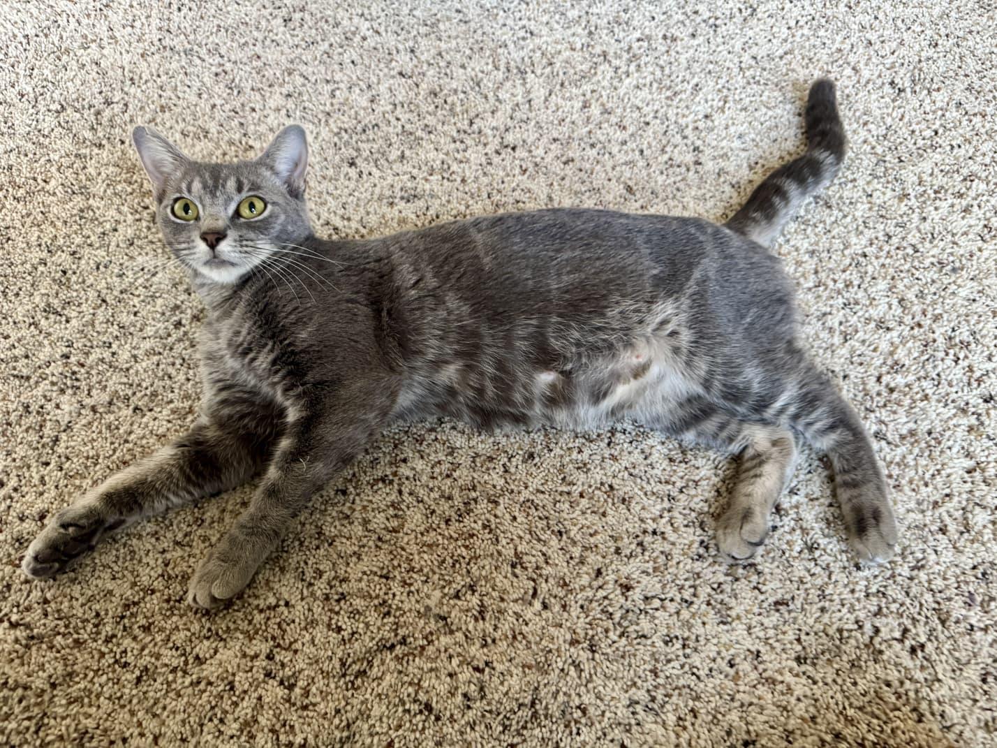 Enlarge Pumpkin, a Adoptable Domestic Short Hair in Odenton, MD image 3/5