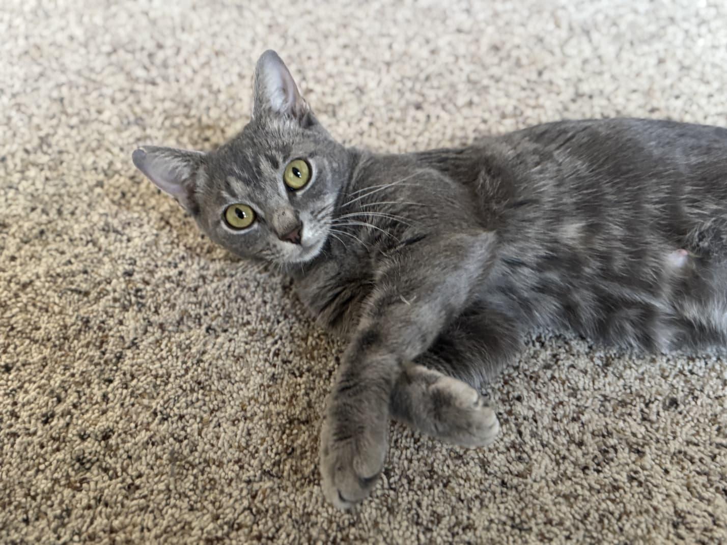 Enlarge Pumpkin, a Adoptable Domestic Short Hair in Odenton, MD image 4/5