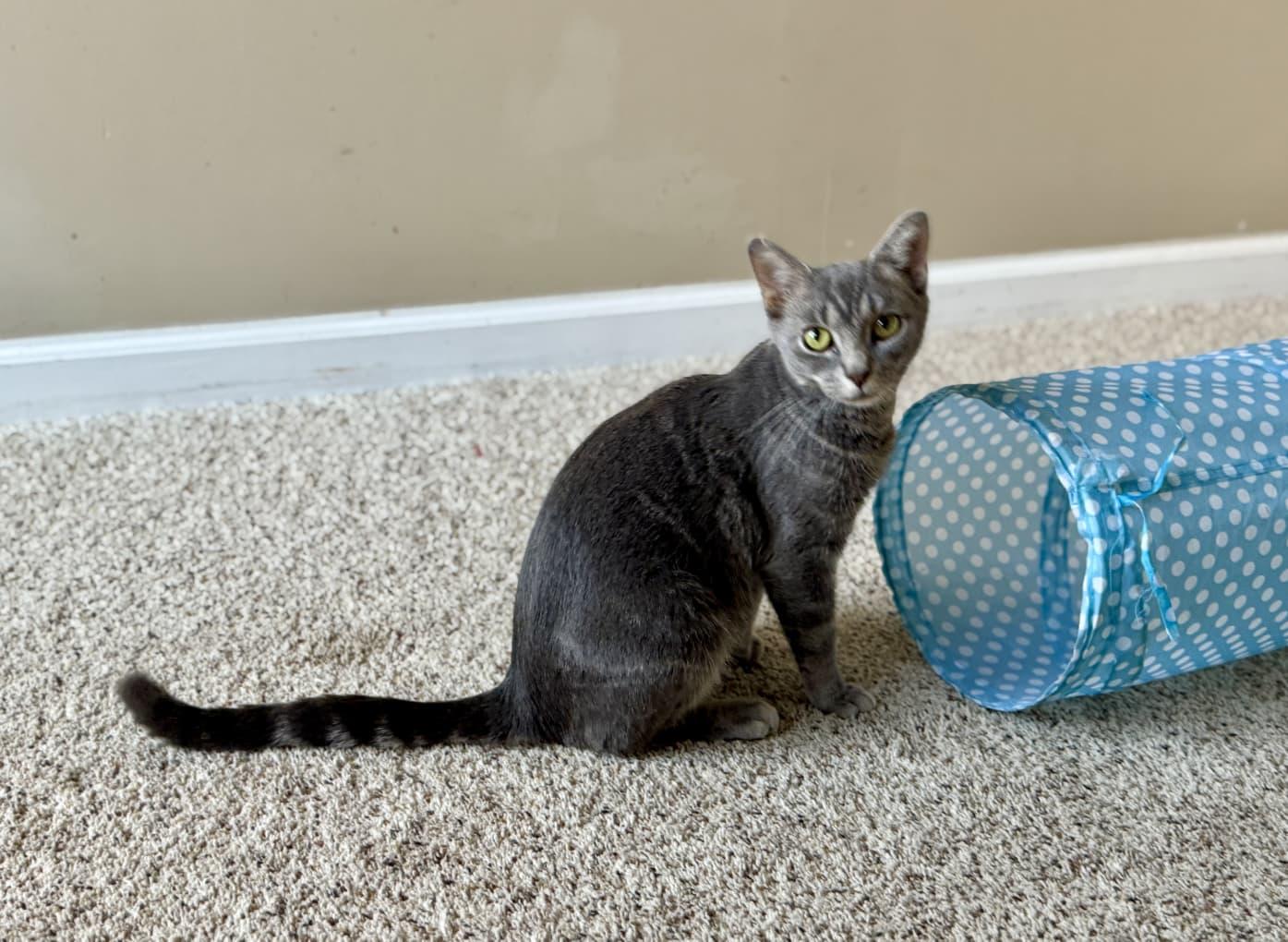 Enlarge Pumpkin, a Adoptable Domestic Short Hair in Odenton, MD image 5/5