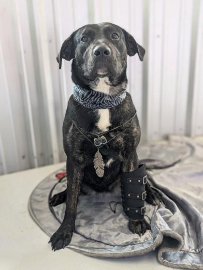 Enlarge Rayne, a Adoptable mixed breed in Gulfport, MS image 1/2