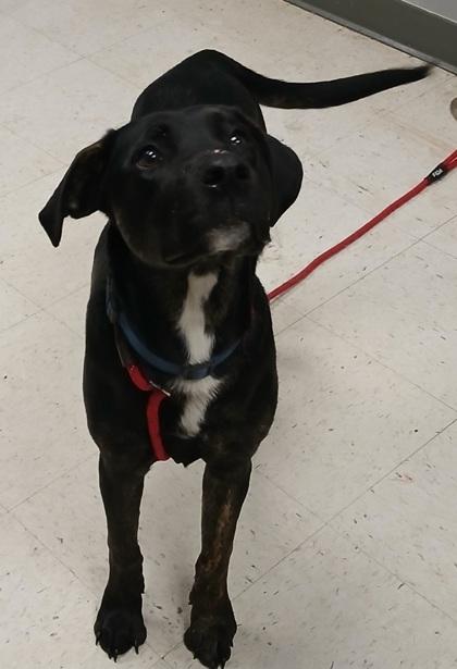 Rayne, a Adoptable mixed breed in Gulfport, MS image 1/2