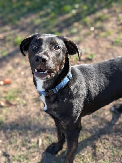 Rayne, a Adoptable mixed breed in Gulfport, MS image 2/2