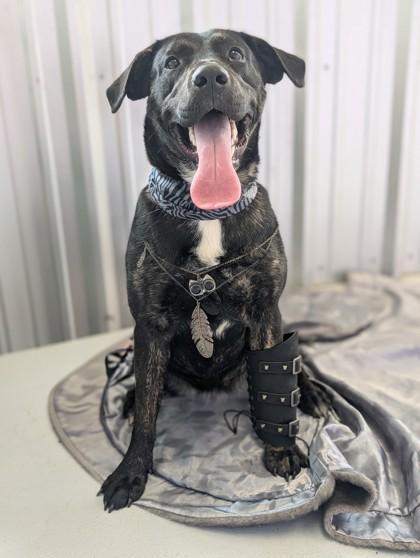 Enlarge Rayne, a Adoptable mixed breed in Gulfport, MS image 2/2