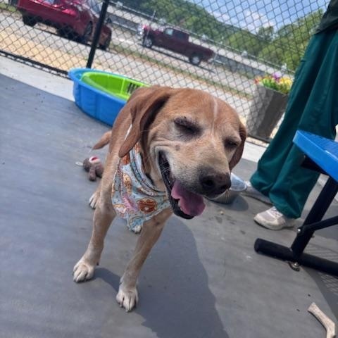 Enlarge Trucker, a ADOPTABLE mixed breed in Marion, NC image 2/4