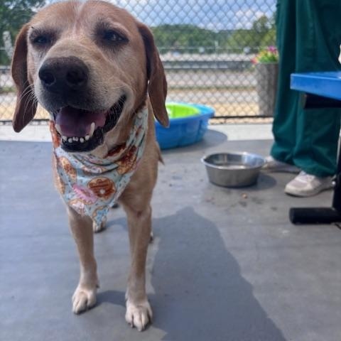 Enlarge Trucker, a ADOPTABLE mixed breed in Marion, NC image 3/4