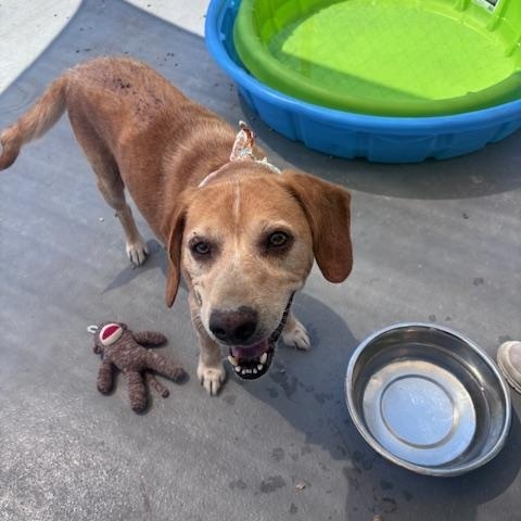 Enlarge Trucker, a ADOPTABLE mixed breed in Marion, NC image 4/4