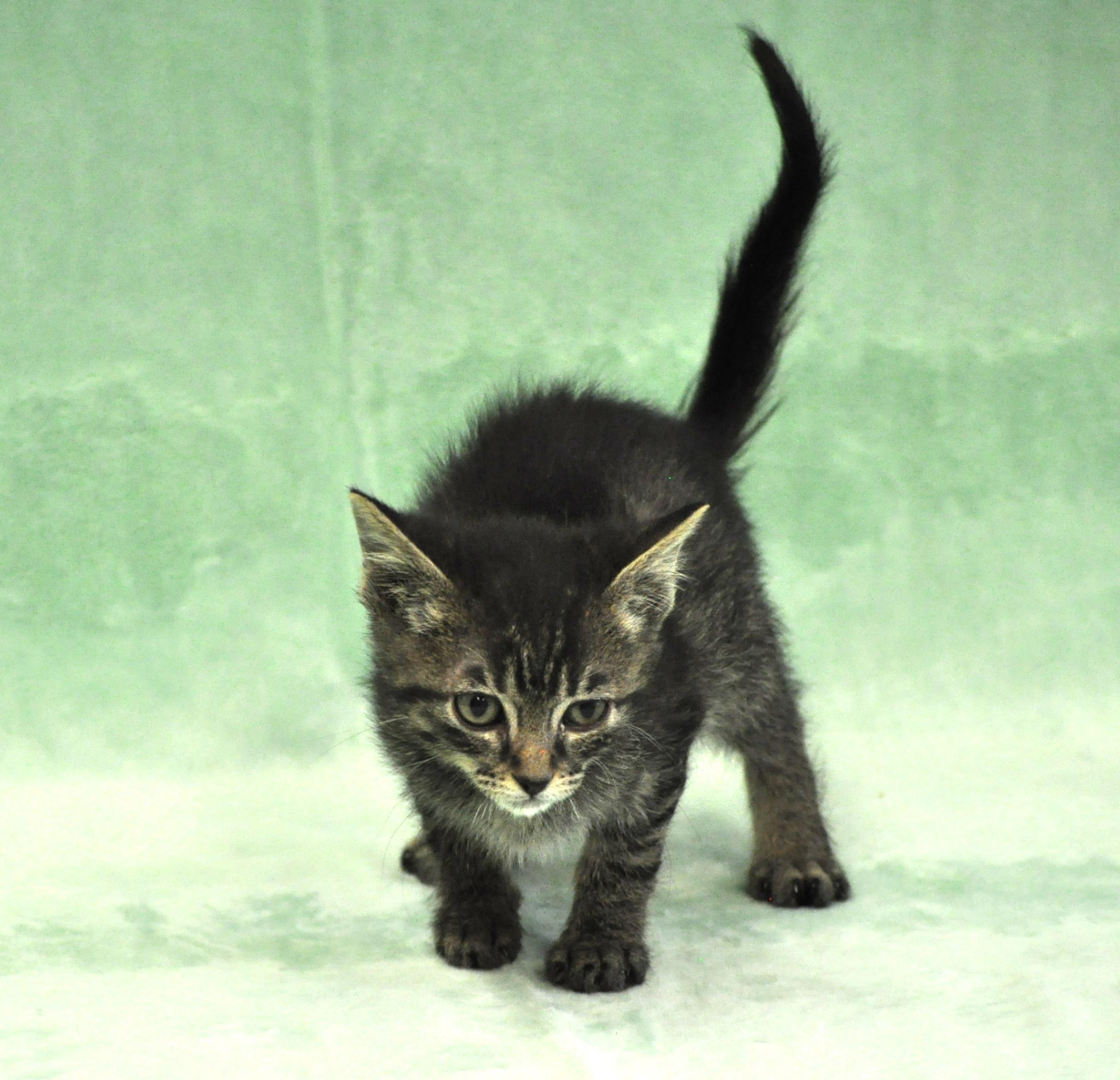 Romulus, a ADOPTABLE mixed breed in Union Gap, WA image 3/5