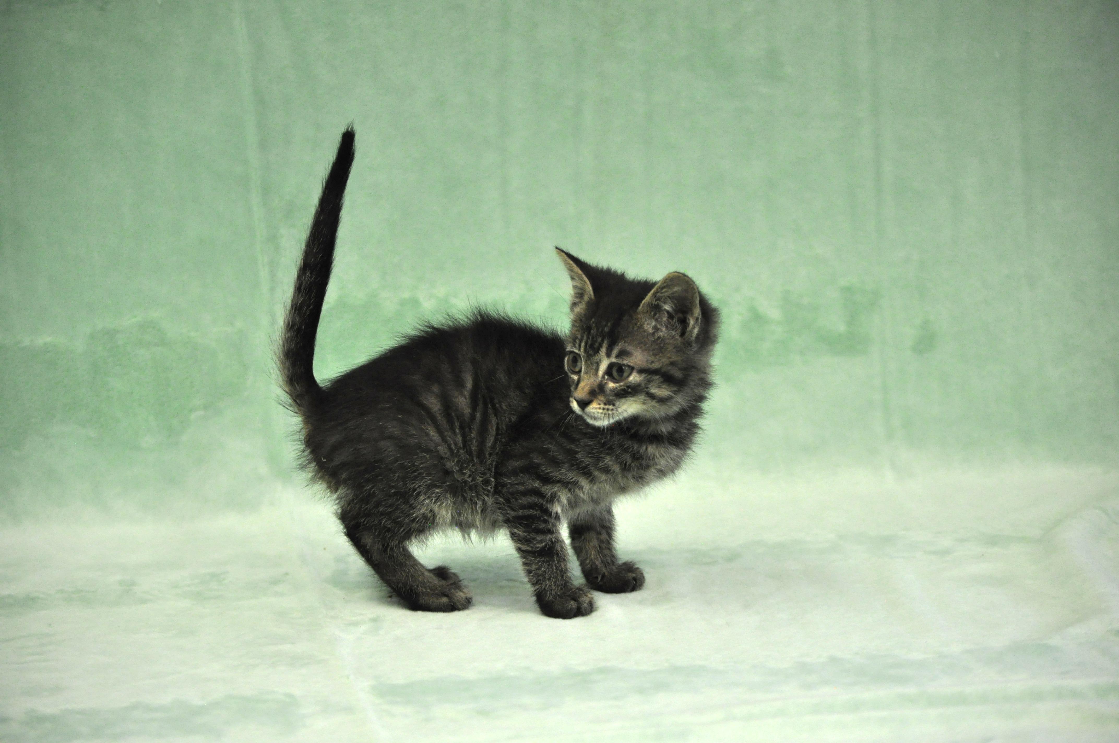 Romulus, a ADOPTABLE mixed breed in Union Gap, WA image 5/5