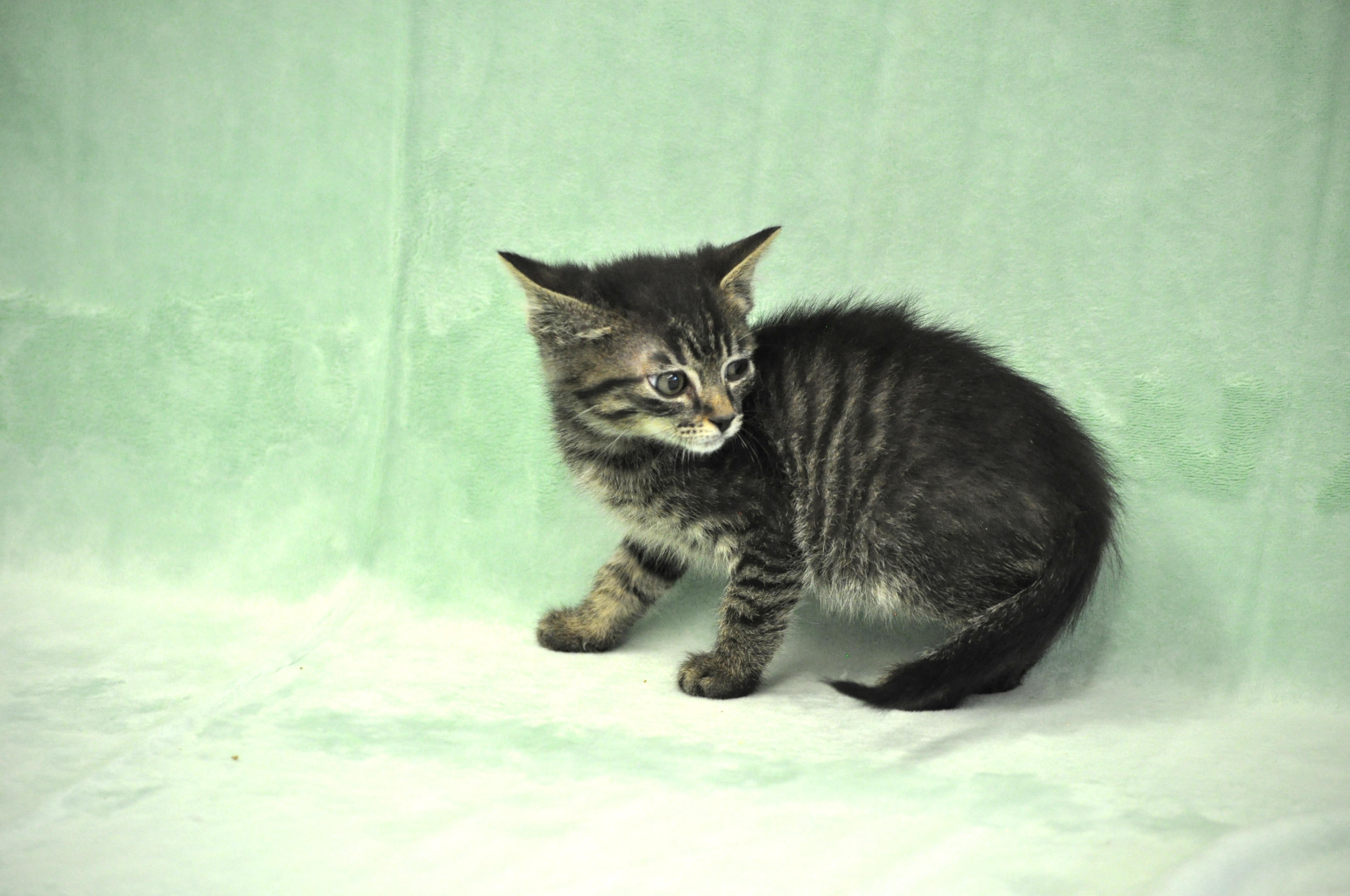 Romulus, a ADOPTABLE mixed breed in Union Gap, WA image 4/5