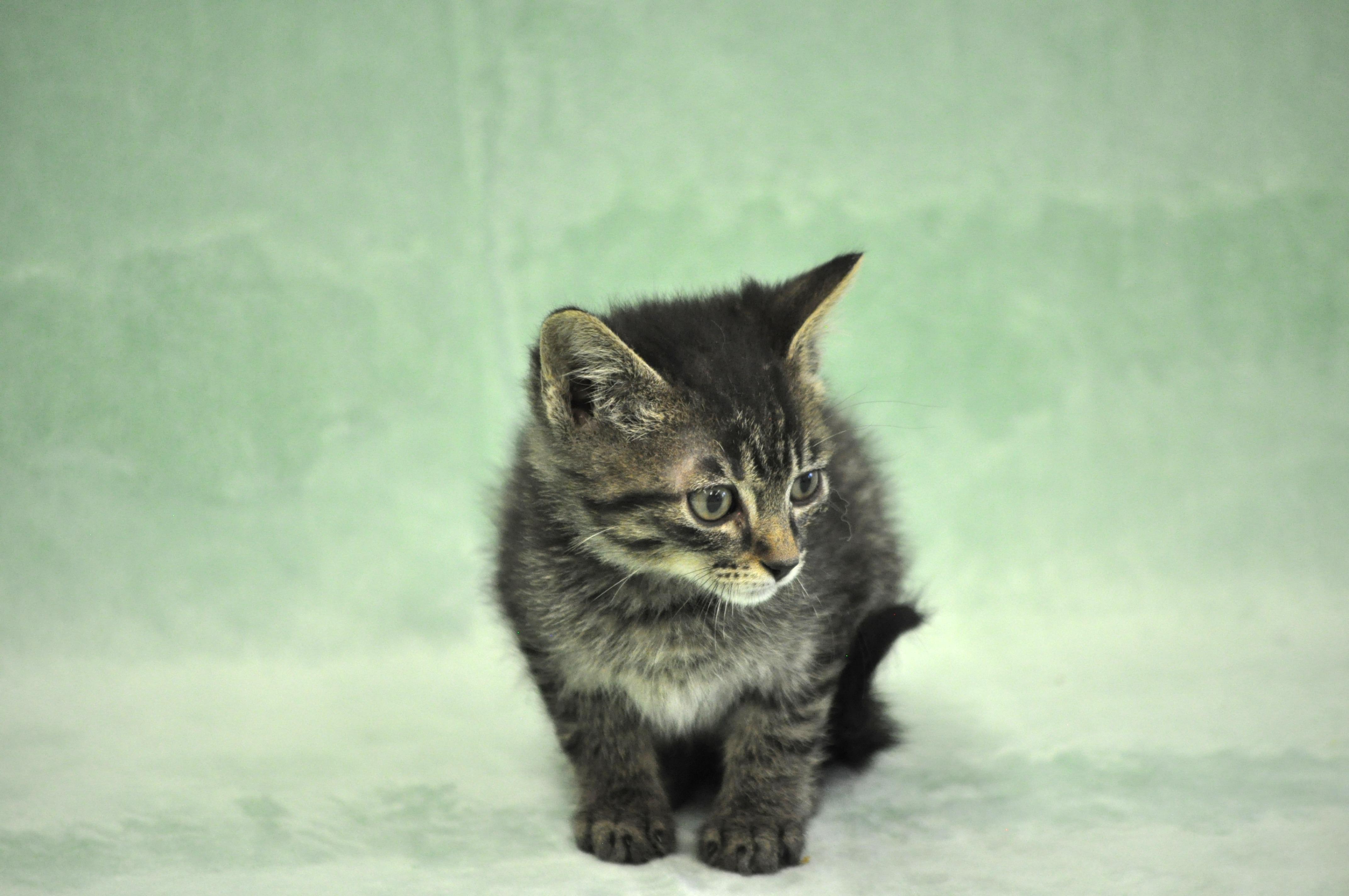 Romulus, a ADOPTABLE mixed breed in Union Gap, WA image 2/5