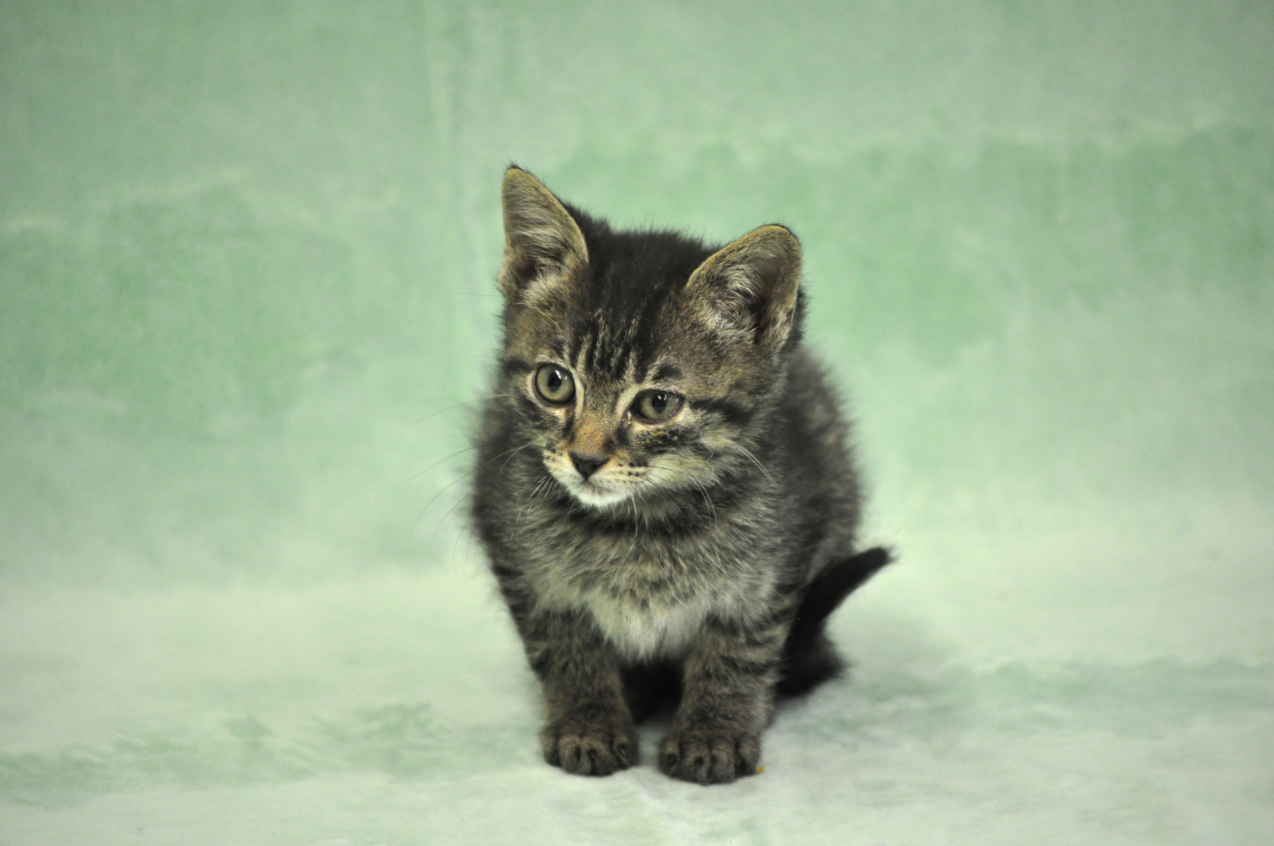 Romulus, ADOPTABLE, Kitten Male Domestic Short Hair.