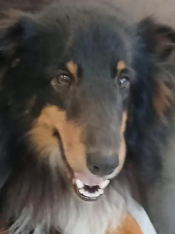 Sam, Adoptable, Young Male Shetland Sheepdog / Sheltie.