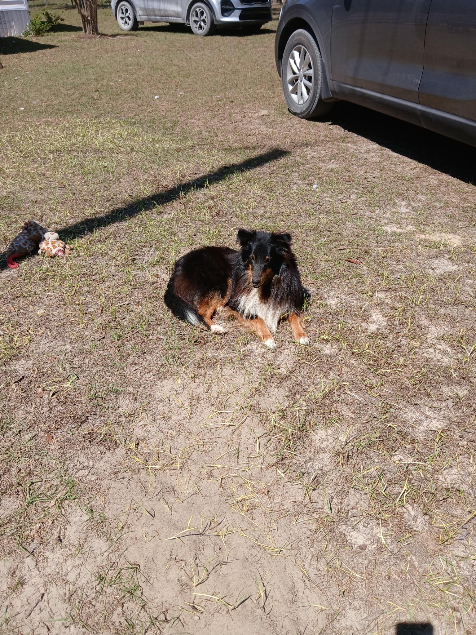 Enlarge Sam, a Adoptable Shetland Sheepdog / Sheltie in Palm Bay, FL image 2/2