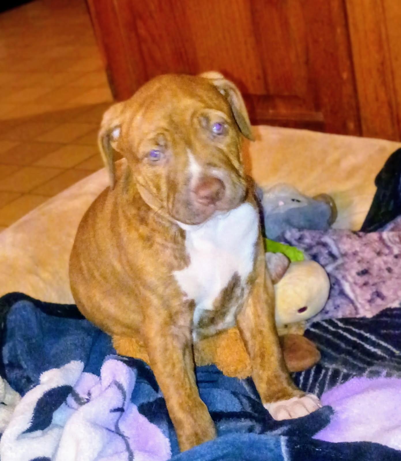 Enlarge Romeo, a Adoptable American Bulldog in Crete, IL image 1/1