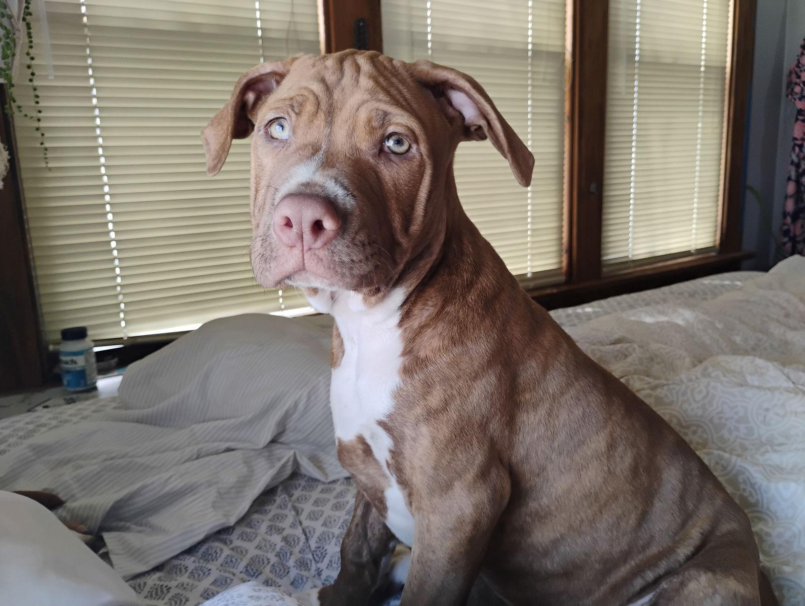 Enlarge Romeo, a Adoptable American Bulldog in Crete, IL image 2/3