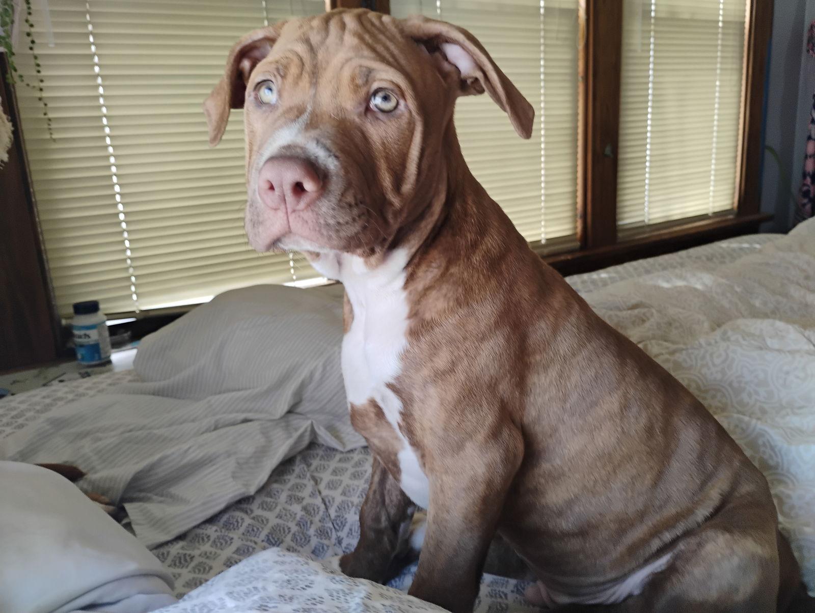 Enlarge Romeo, a Adoptable American Bulldog in Crete, IL image 3/3