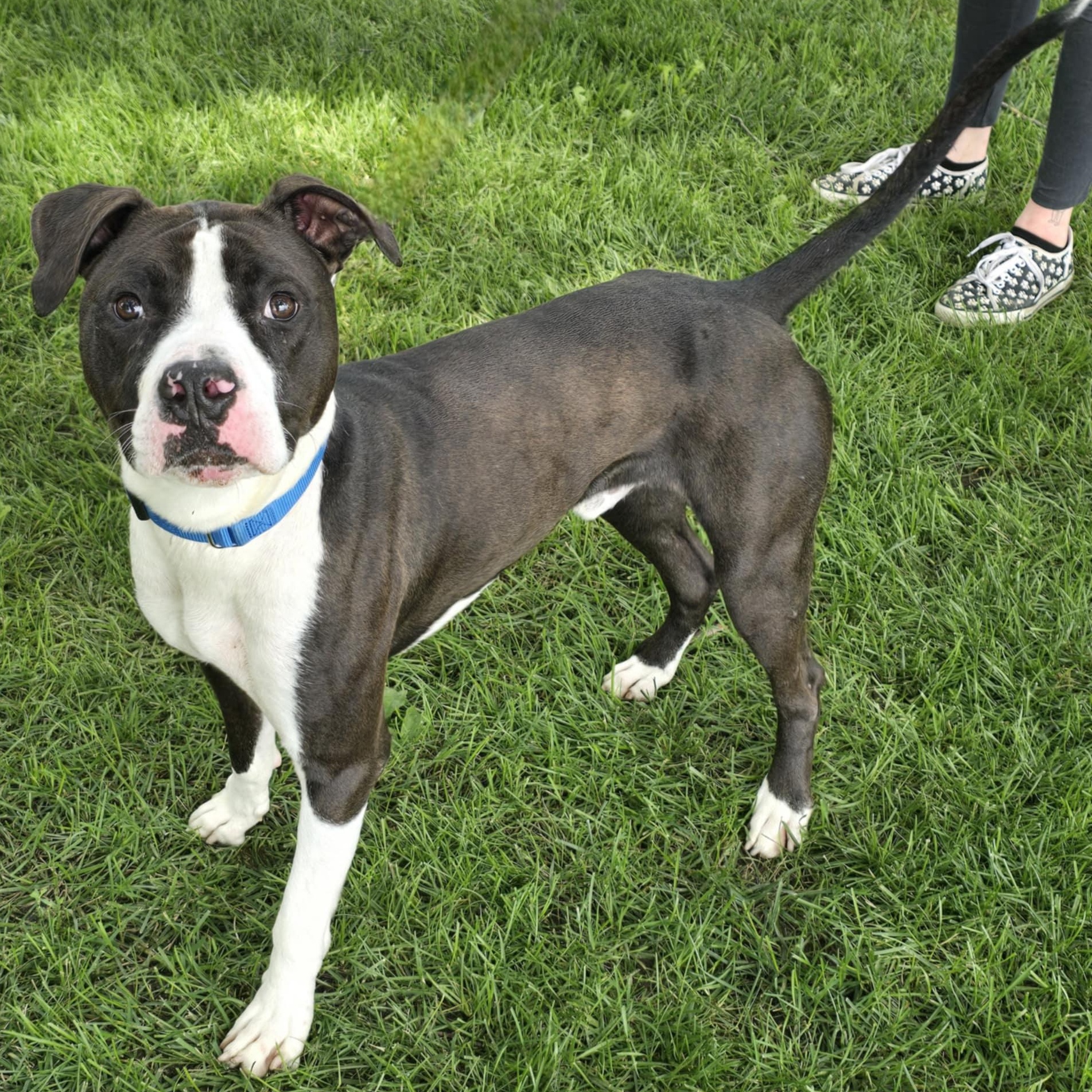 Dalton, a Adoptable Pit Bull Terrier in Waterloo, IA image 4/4