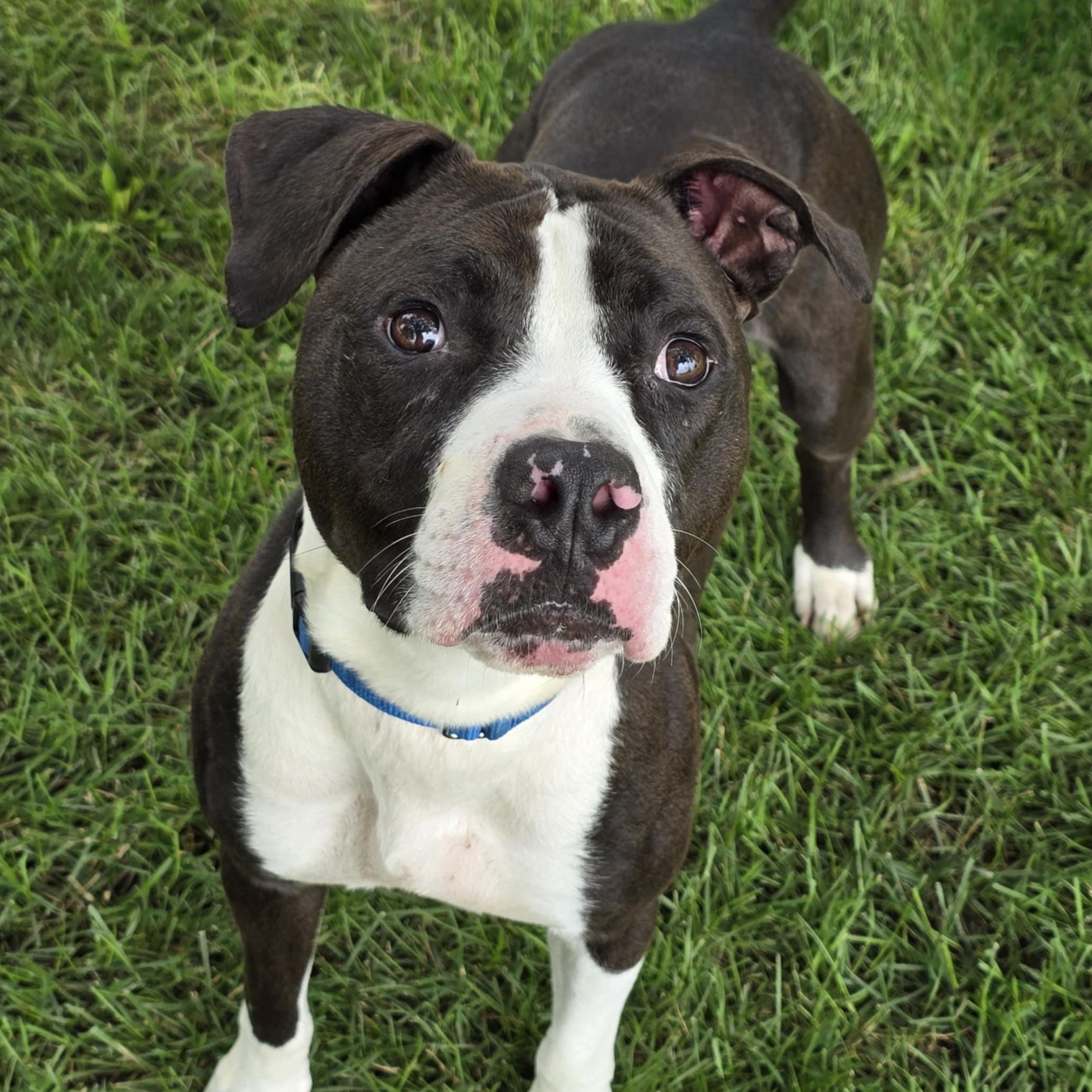 Dalton, Adoptable, Adult Male Pit Bull Terrier.