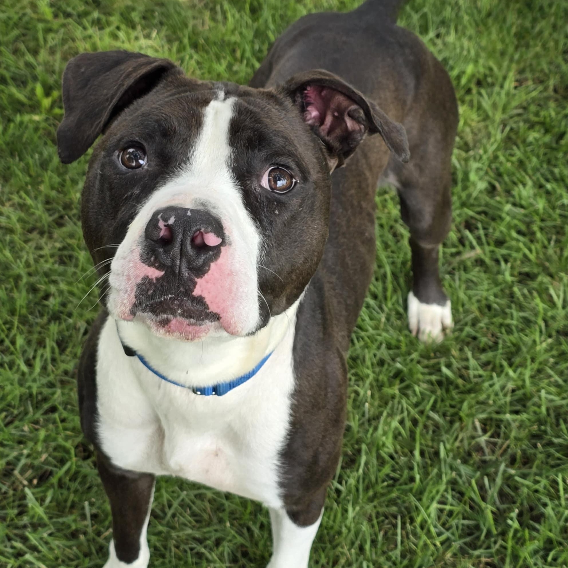 Dalton, a Adoptable Pit Bull Terrier in Waterloo, IA image 2/4