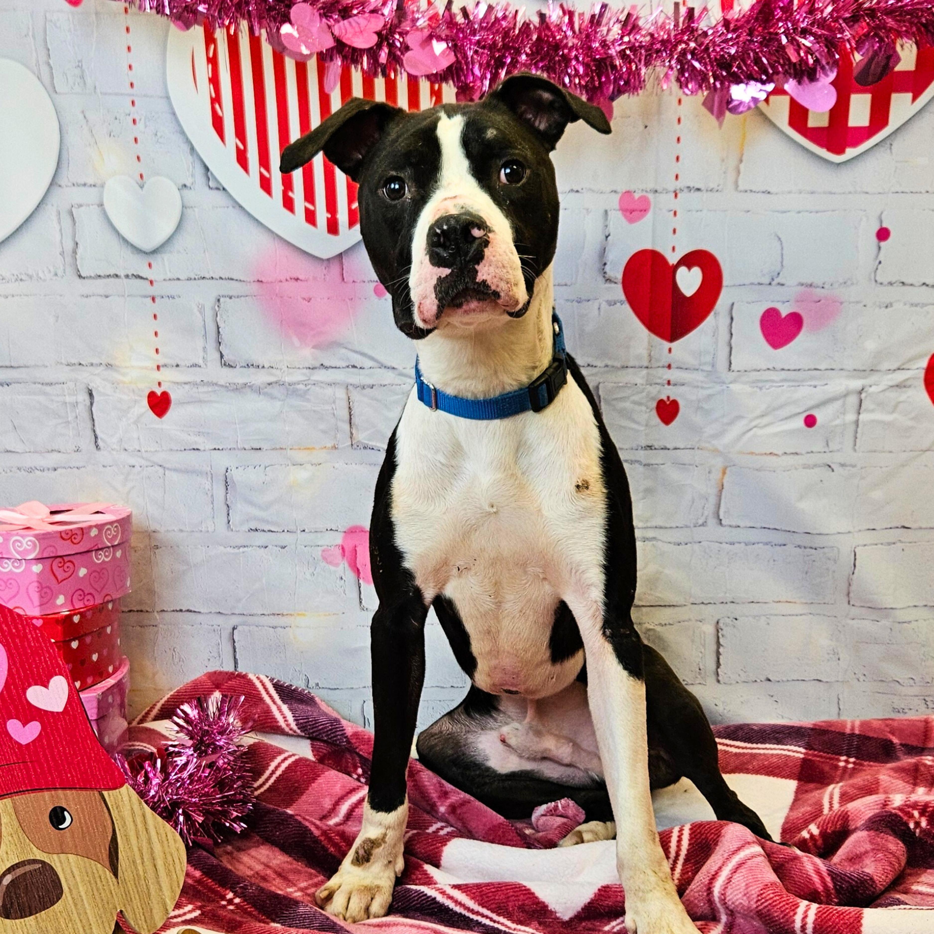 Dalton, a Adoptable Pit Bull Terrier in Waterloo, IA image 1/4