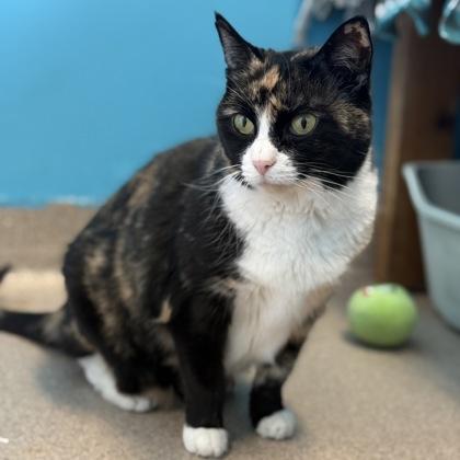 Stamp, Adoptable, Adult Female Domestic Short Hair & Domestic Short Hair.