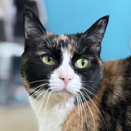 Enlarge Stamp, a Adoptable mixed breed in East Montpelier, VT image 2/3