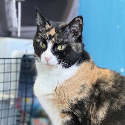 Enlarge Stamp, a Adoptable mixed breed in East Montpelier, VT image 3/3