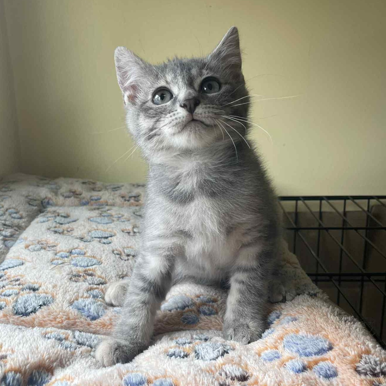 Lila