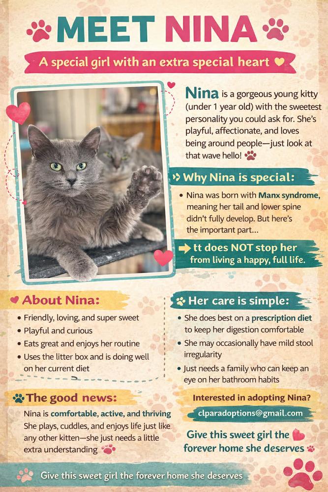 Enlarge Nina, a Adoptable mixed breed in Deltona, FL image 3/5