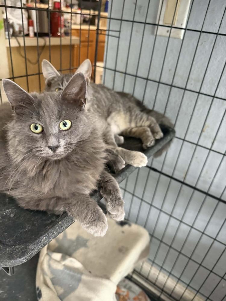 Enlarge Nina, a Adoptable Domestic Long Hair in Deltona, FL image 4/6