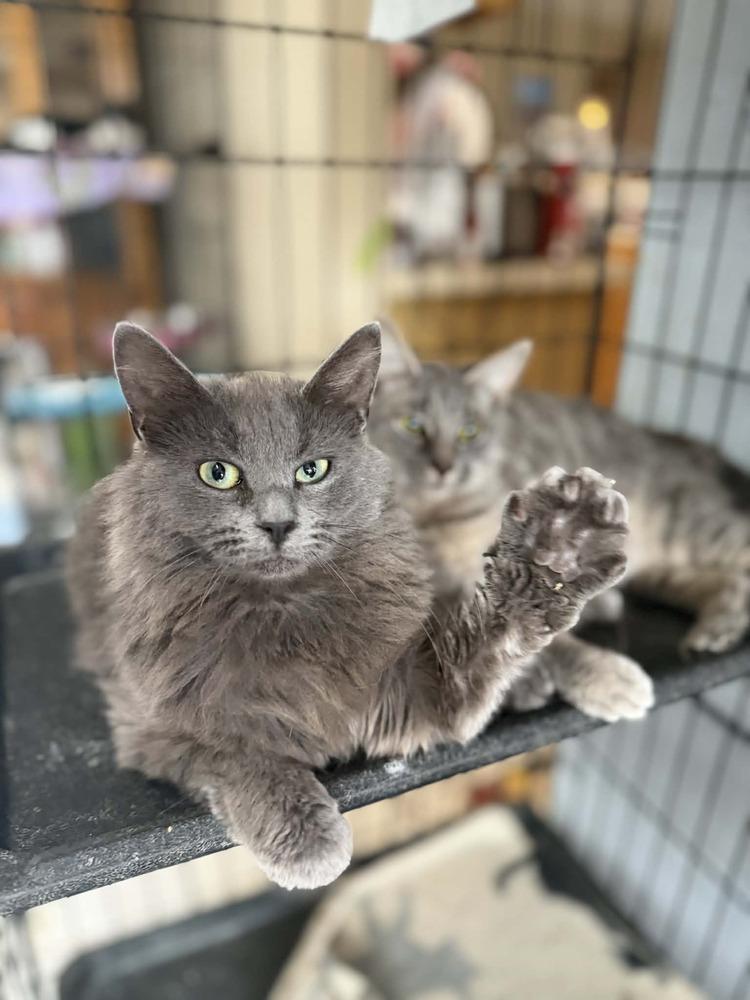 Enlarge Nina, a Adoptable Domestic Long Hair in Deltona, FL image 5/6