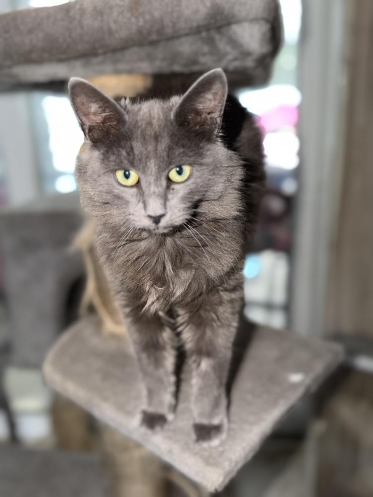 Enlarge Nina, a Adoptable mixed breed in Deltona, FL image 4/5