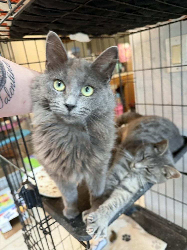 Enlarge Nina, a Adoptable mixed breed in Deltona, FL image 5/5