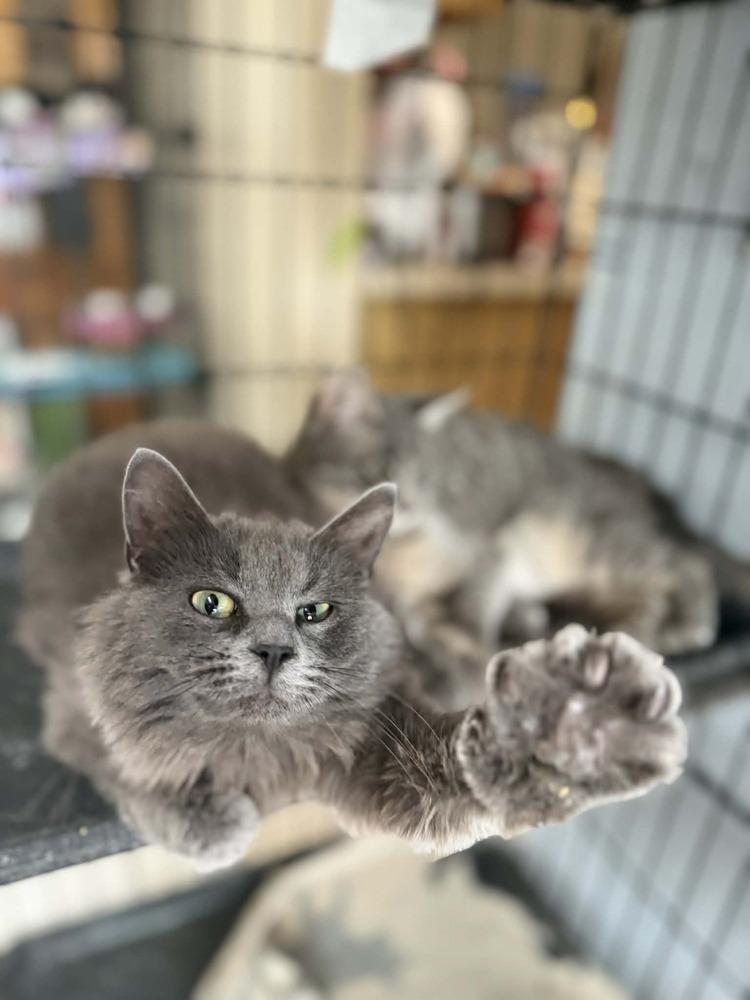 Enlarge Nina, a Adoptable Domestic Long Hair in Deltona, FL image 6/6