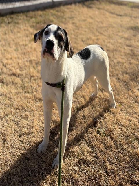 Enlarge TACO, a Adoptable mixed breed in Forney, TX image 2/2