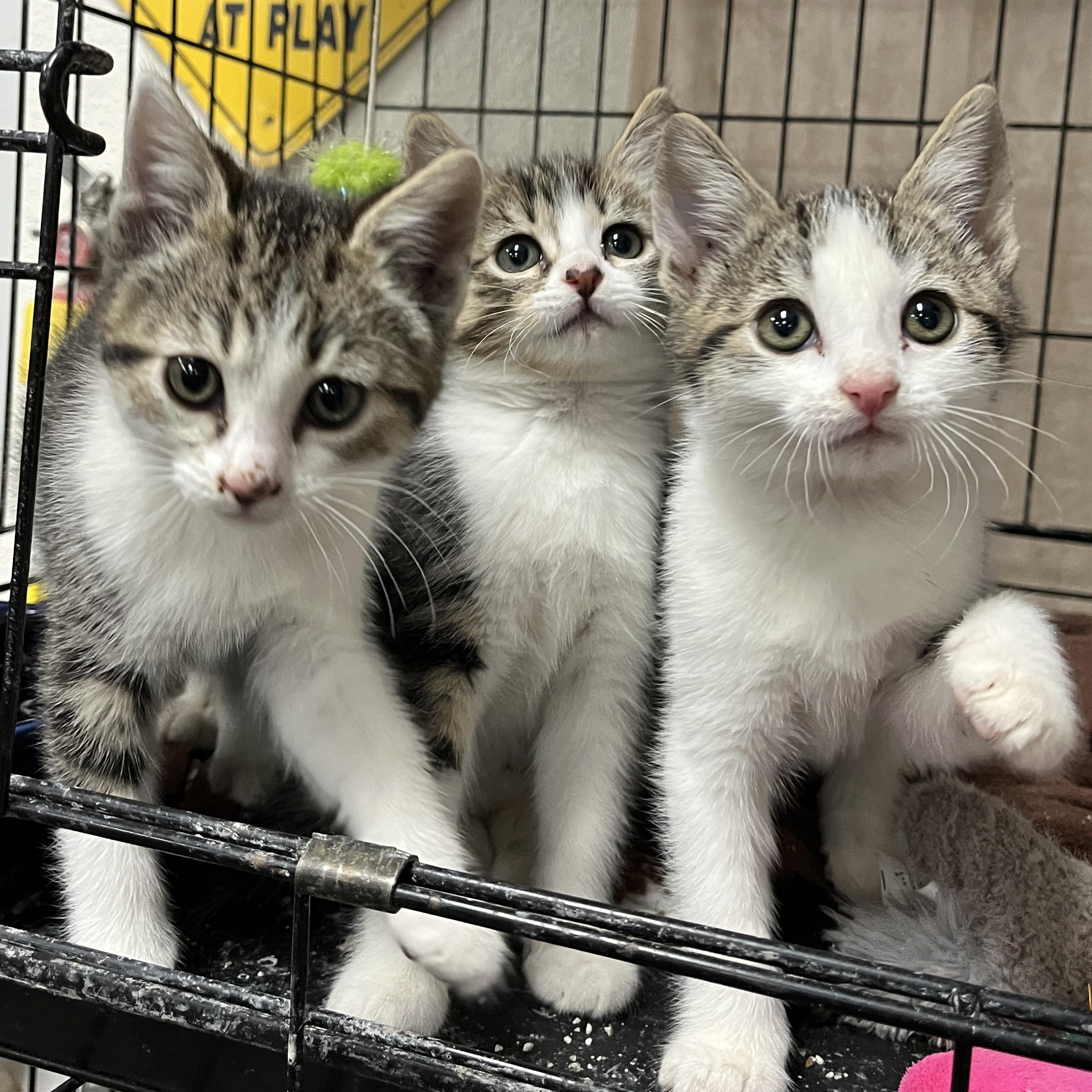 Blossom (and her sister), a Adoptable Domestic Short Hair in Shingletown, CA image 2/5