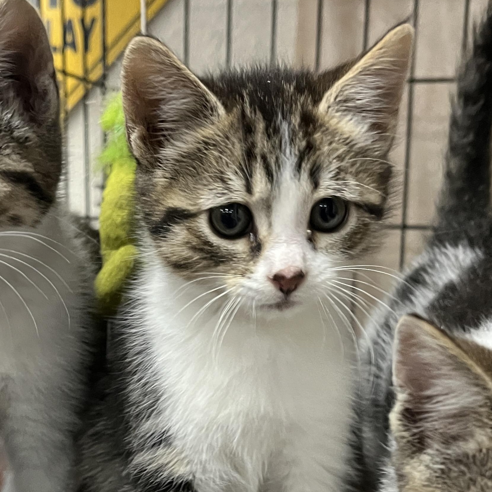 Blossom (and her sister), a Adoptable Domestic Short Hair in Shingletown, CA image 4/5