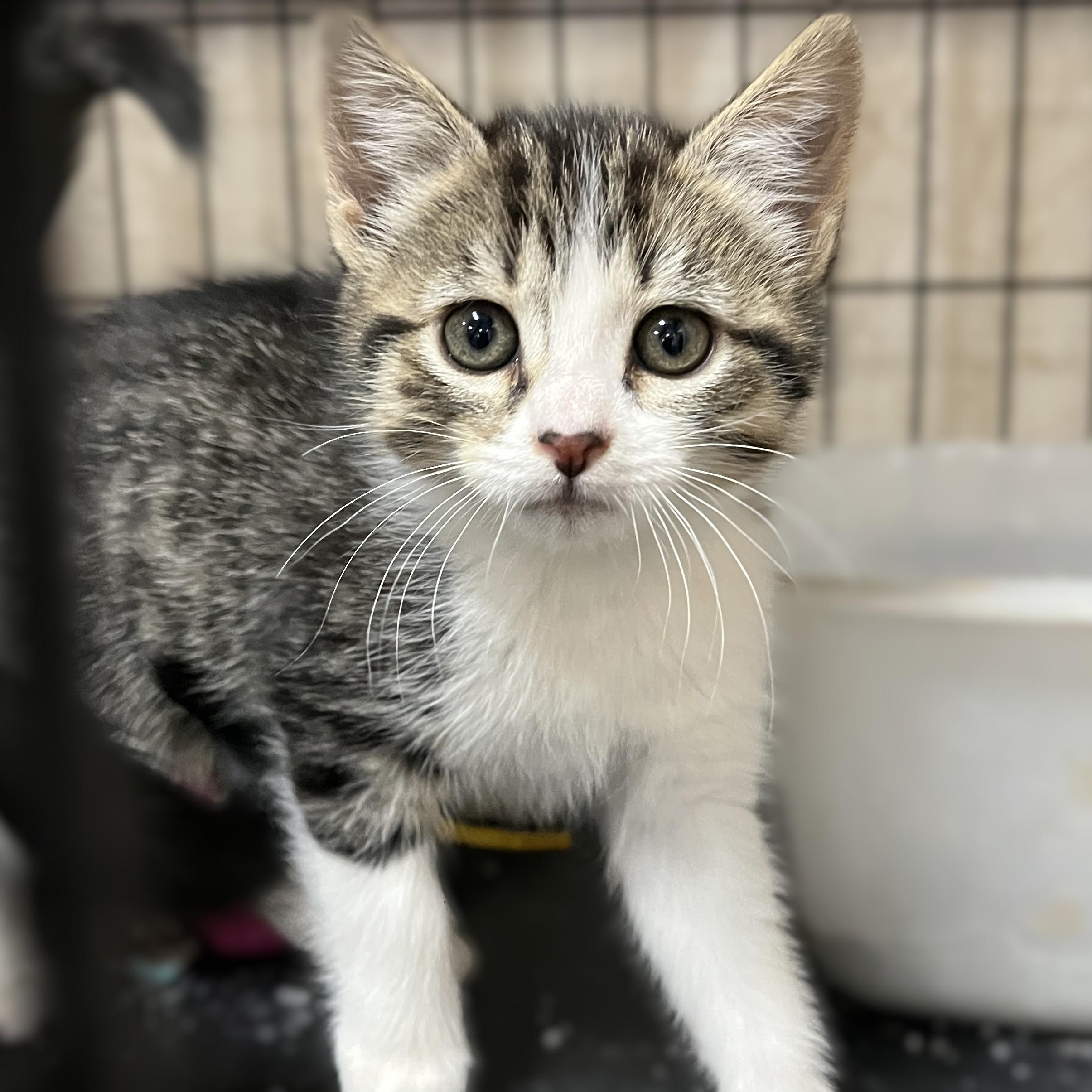 Blossom (and her sister), a Adoptable Domestic Short Hair in Shingletown, CA image 1/5