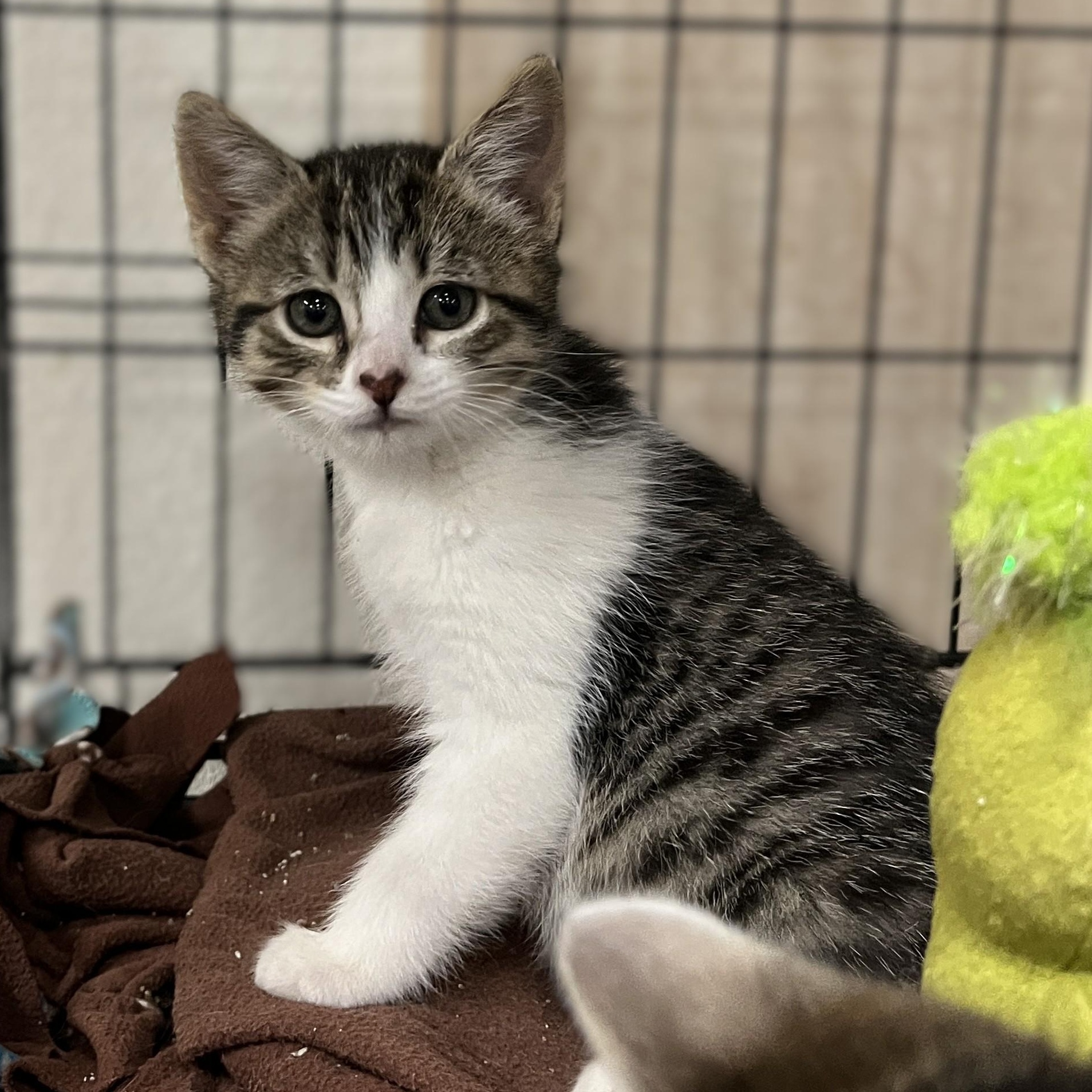 Blossom (and her sister), a Adoptable Domestic Short Hair in Shingletown, CA image 5/5