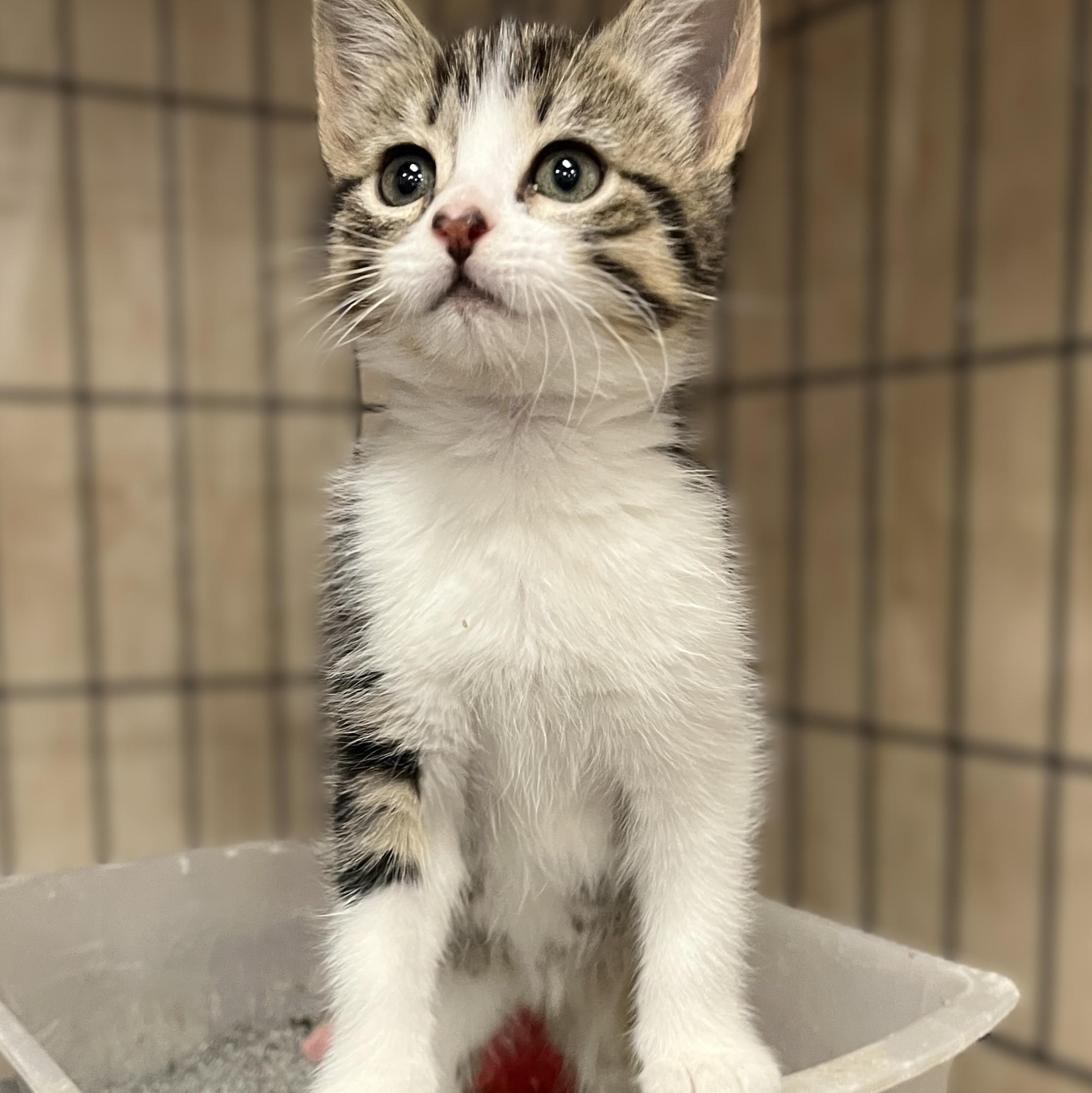 Blossom (and her sister), a Adoptable Domestic Short Hair in Shingletown, CA image 3/5