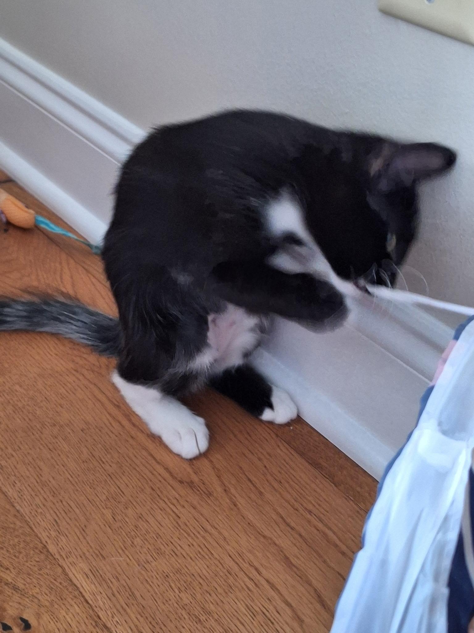 Enlarge Ebony, a ADOPTABLE Domestic Medium Hair in Wilmington, NC image 3/5