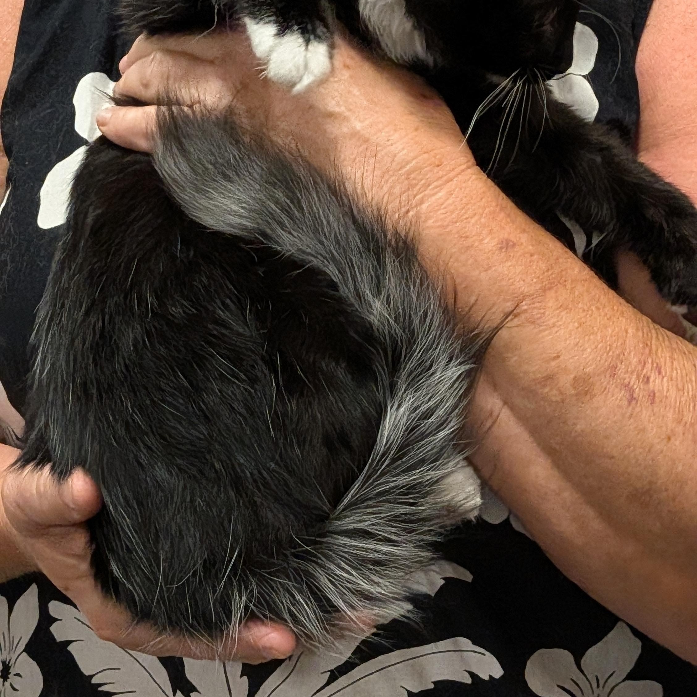 Enlarge Ebony, a Adoptable Domestic Medium Hair in Wilmington, NC image 2/6
